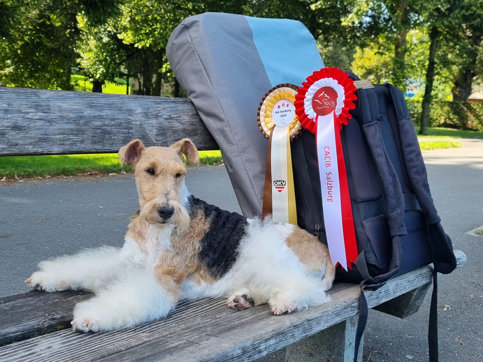 Foxterrier – Platzhalterbild 1