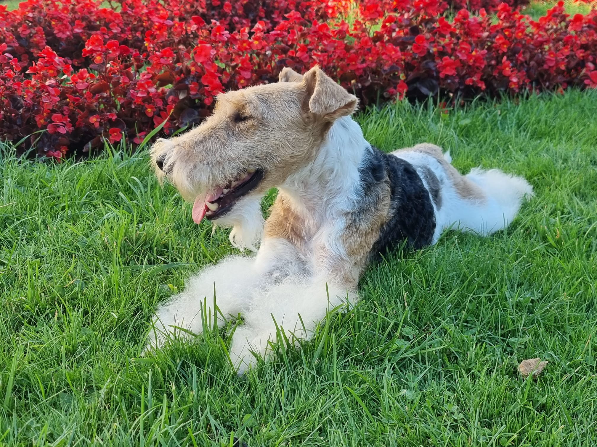 Foxterrier – Platzhalterbild 2