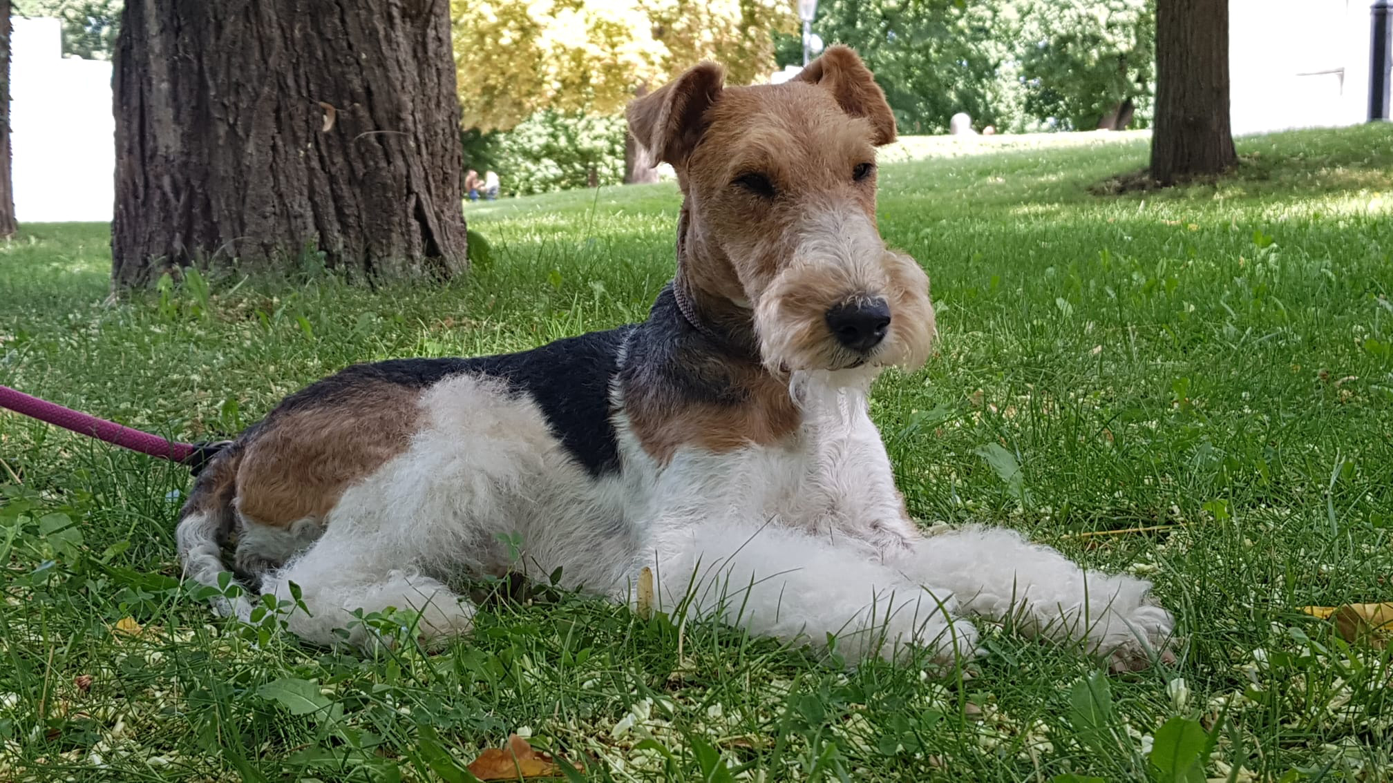 Foxterrier – Platzhalterbild 3